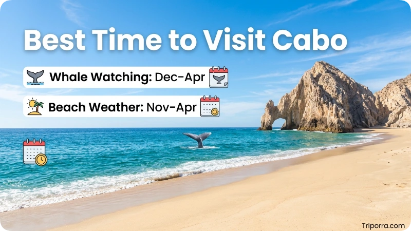 Best Time to Visit Cabo