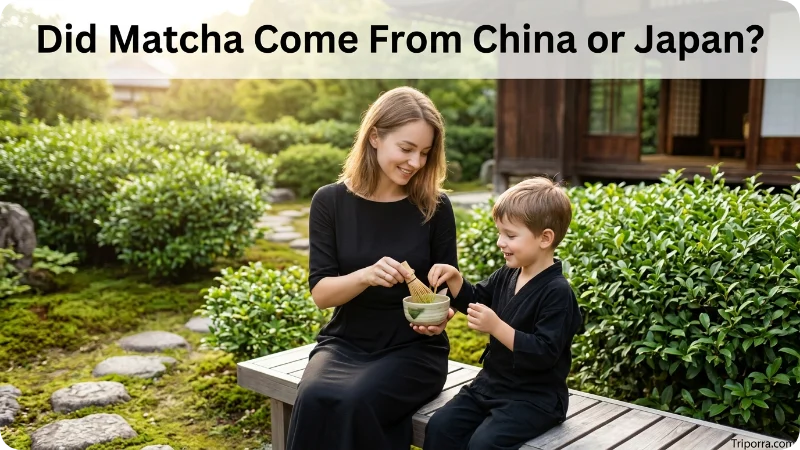 Did Matcha Come From China or Japan?
