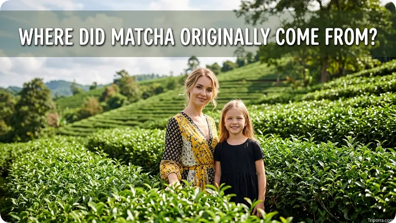 Where Did Matcha Originally Come From?