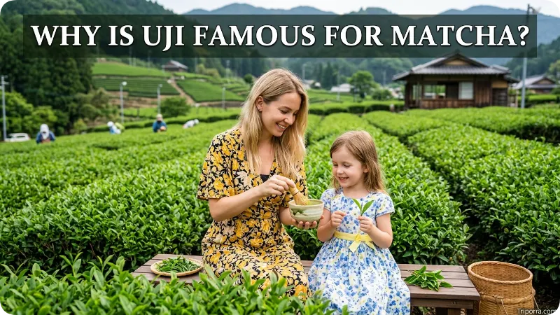 Why Is Uji Famous for Matcha?
